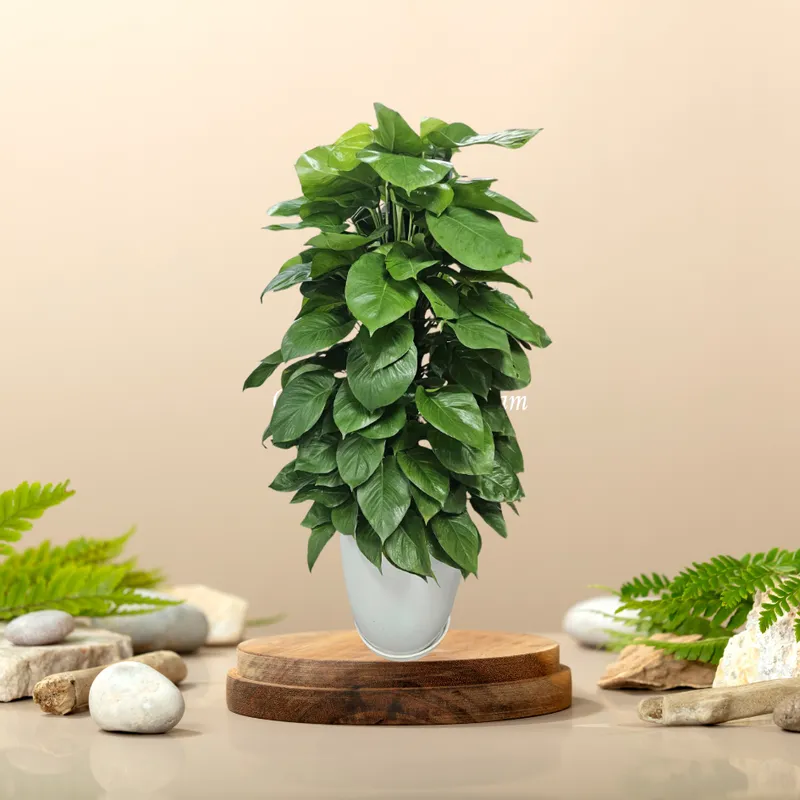 Sản phẩm vạn niên thanh cột (1) — Công Ty Cổ Phần Green Homes Việt Nam — MST 0109193180