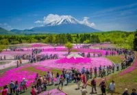 Sản phẩm le holi hoa NHAT BAN TOURTRANLE 200x139 — Công Ty TNHH Du Lịch Và Thương Mại Trần Lê — MST 0109216381