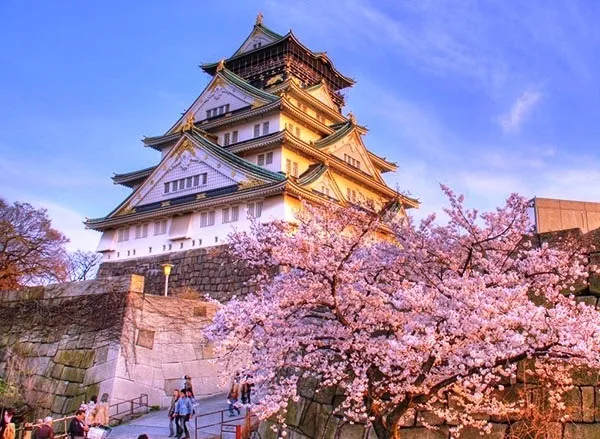 Sản phẩm osaka mua hoa anh dao — Công Ty TNHH Du Lịch Và Thương Mại Trần Lê — MST 0109216381