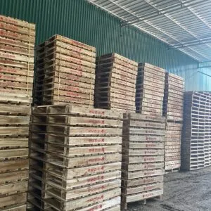 Sản phẩm z3698819682075_fd4593d5ef19d9c22e4deb35f2900ebc 300x300 — Chi Nhánh - Công Ty TNHH Đầu Tư & Sản Xuất HVG — MST 0109347056