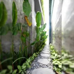 Sản phẩm da buoc dao thot_1 250x250 — Thiết Kế Tiểu Cảnh Hồ Koi - Công Ty Cổ Phần Hoàng Thạch Văn Phú — MST 0109366330