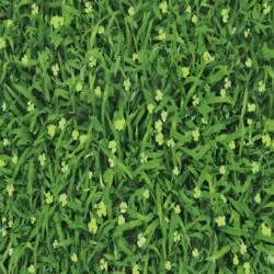Sản phẩm gach co mikado dep_1 250x250 — Thiết Kế Tiểu Cảnh Hồ Koi - Công Ty Cổ Phần Hoàng Thạch Văn Phú — MST 0109366330