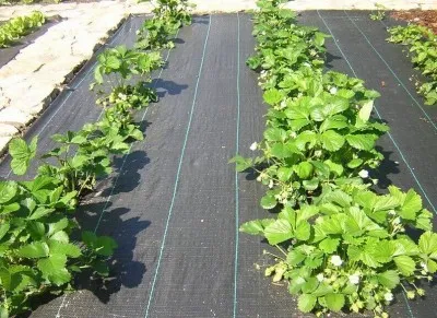 Sản phẩm bat ngan co moc — Công Ty TNHH Lưới Mạnh Phát — MST 0109564597