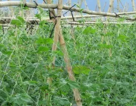 Sản phẩm thu vien anh_270x210 1 dd3a6ac01a5095c2968e9b5cbbe676d3 — Công Ty TNHH Lưới Mạnh Phát — MST 0109564597