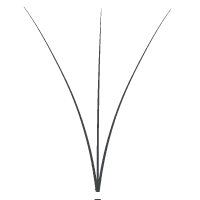 Sản phẩm Flat Promade Lashes — Công Ty TNHH Xuất Nhập Khẩu Vietnam Lash — MST 0109718286
