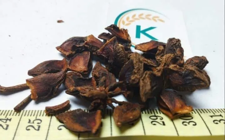 Sản phẩm Broken star anise 1 — Công Ty Cổ Phần Tập Đoàn K-Agriculture — MST 0109832119