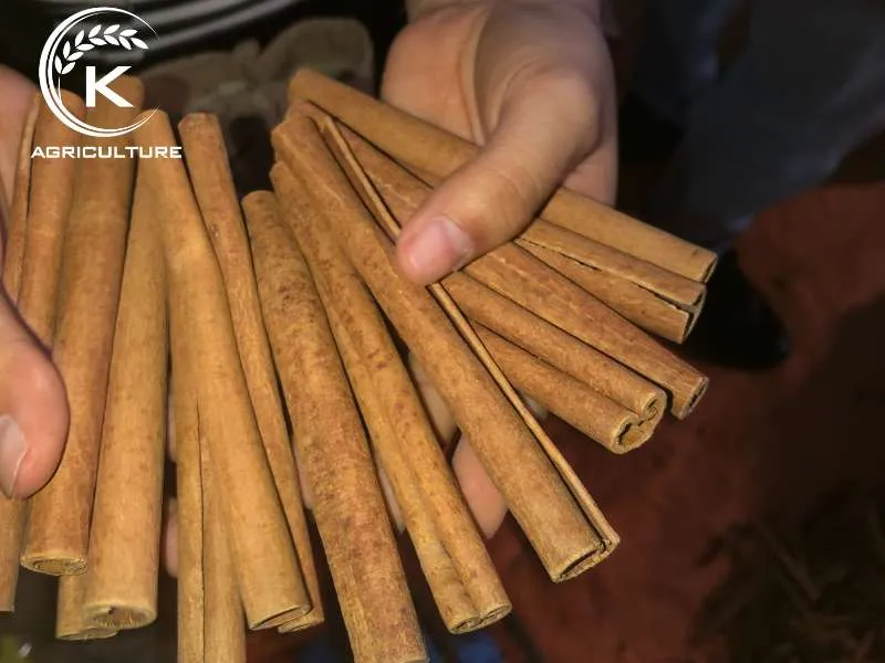 Sản phẩm cinnamon stick to a customer in Thailand — Công Ty Cổ Phần Tập Đoàn K-Agriculture — MST 0109832119