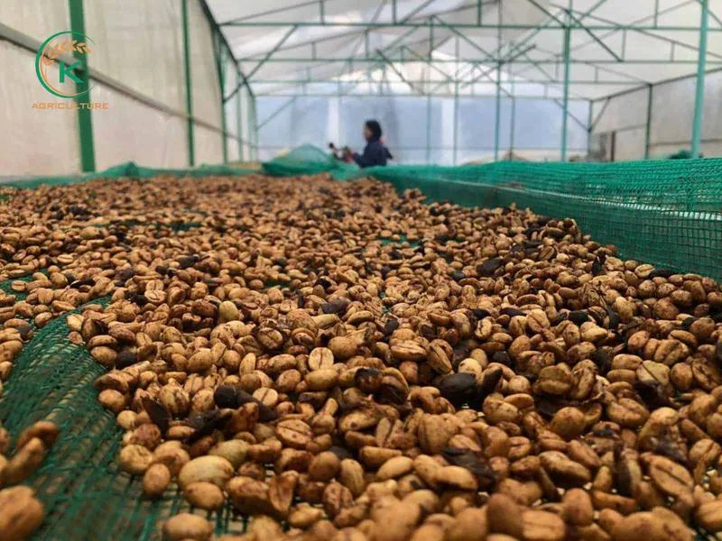 Sản phẩm coffee fermentation 2 — Công Ty Cổ Phần Tập Đoàn K-Agriculture — MST 0109832119