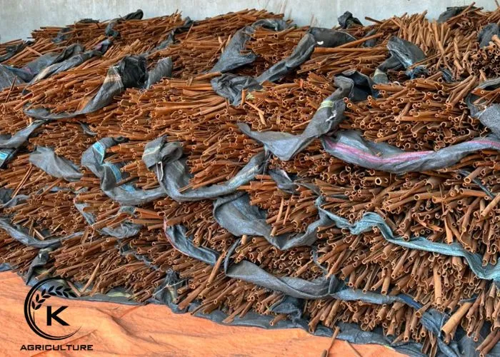 Sản phẩm Drying the cinnamon sticks — Công Ty Cổ Phần Tập Đoàn K-Agriculture — MST 0109832119