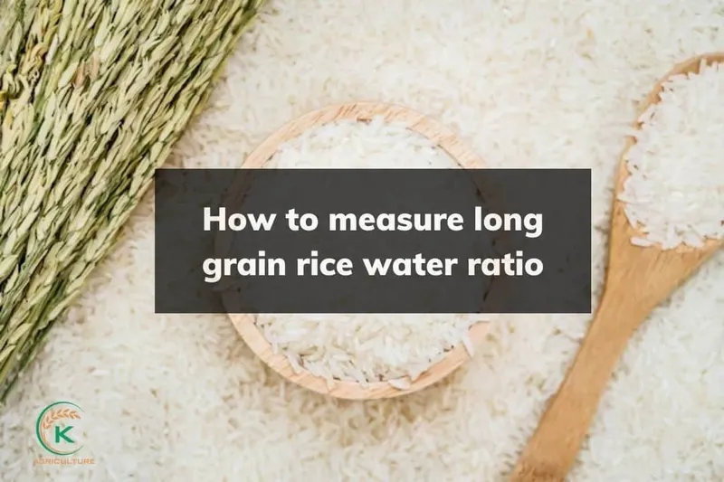Sản phẩm How to measure long grain rice water ratio 3 — Công Ty Cổ Phần Tập Đoàn K-Agriculture — MST 0109832119