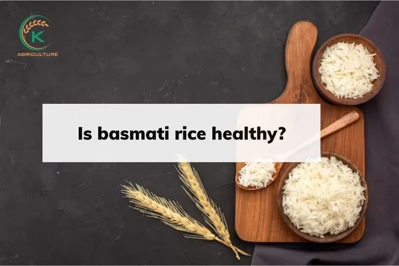 Sản phẩm Is basmati rice healthy 1 — Công Ty Cổ Phần Tập Đoàn K-Agriculture — MST 0109832119