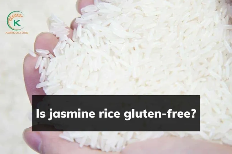 Sản phẩm jasmine rice 2 — Công Ty Cổ Phần Tập Đoàn K-Agriculture — MST 0109832119
