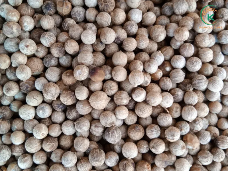 Sản phẩm white pepper for web — Công Ty Cổ Phần Tập Đoàn K-Agriculture — MST 0109832119