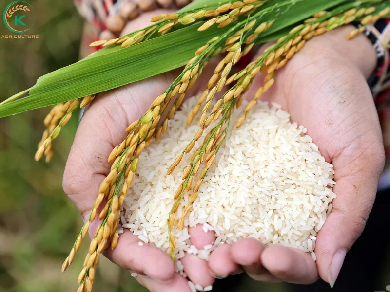 Sản phẩm wholesale rice — Công Ty Cổ Phần Tập Đoàn K-Agriculture — MST 0109832119