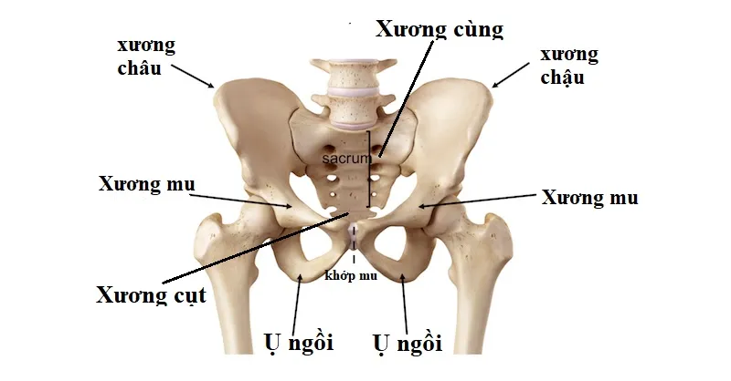 Sản phẩm khop ve nam o dau — Công Ty TNHH Y Khoa Quốc Tế HTH — MST 0109909308