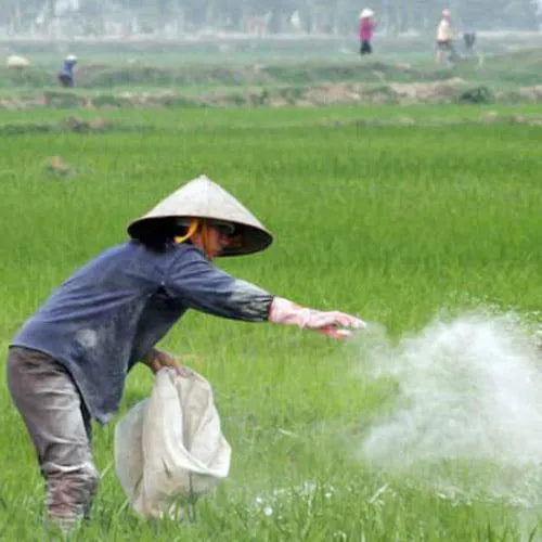 Sản phẩm 4 cong dung cua voi canh tac ben vung cho dat trong lua nhiem phen man 320 1 — Công Ty TNHH Khoáng Sản Hachico Việt Nam — MST 0109974635