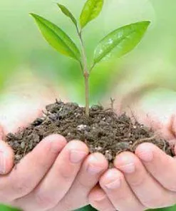 Sản phẩm 4 cong dung cua voi canh tac ben vung cho dat trong lua nhiem phen man 320 4 247x296 — Công Ty TNHH Khoáng Sản Hachico Việt Nam — MST 0109974635