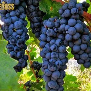 Sản phẩm nho blend 300x300 — Top Rượu Vang - Công Ty Cổ Phần Wineboss — MST 0109974794