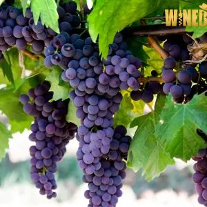 Sản phẩm nho Primitivo5 300x300 — Top Rượu Vang - Công Ty Cổ Phần Wineboss — MST 0109974794