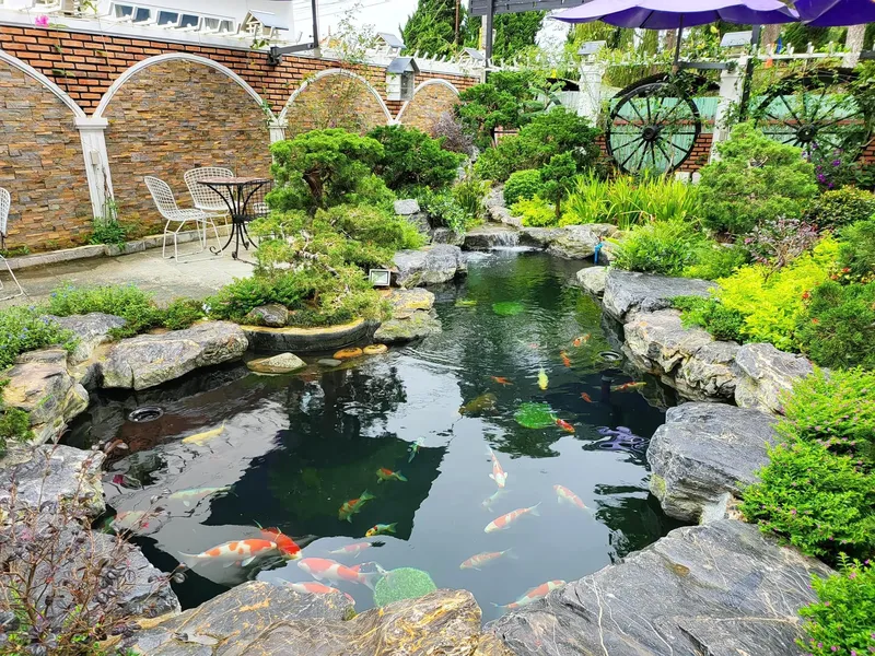 Sản phẩm ho ca koi 1 — Công Ty TNHH Cảnh Quan ViewGarden — MST 0110093790