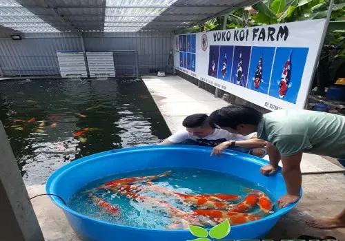Sản phẩm ca koi yuko1 min 500x350 — Công Ty Cổ Phần Kiến Trúc Xanh Zenus — MST 0110256501