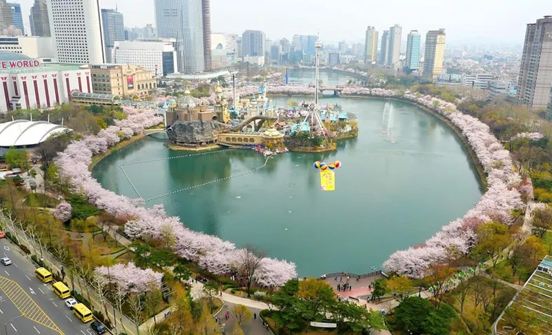 Sản phẩm hoa anh dao o ho seokchon — Công Ty TNHH Du Lịch Việt Hana — MST 0110328308
