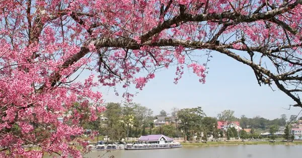 Sản phẩm mai anh dao2 — Công Ty TNHH Du Lịch Việt Hana — MST 0110328308