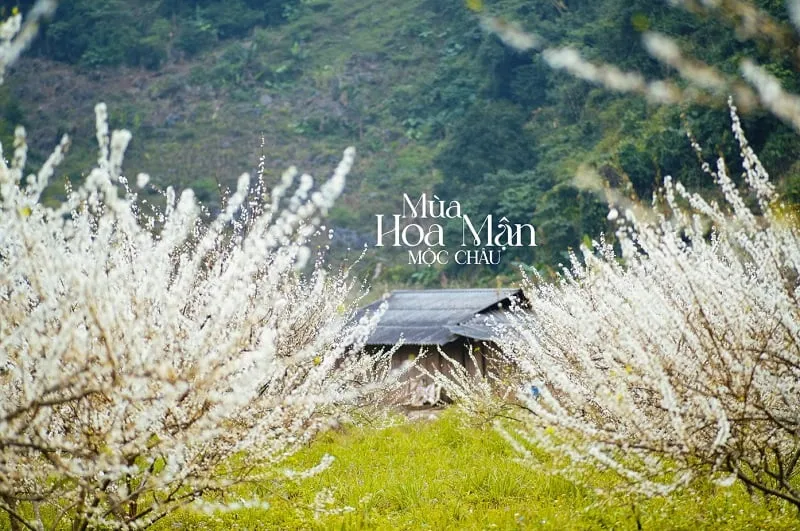 Sản phẩm hoa man moc chau no thang may — Công Ty TNHH Du Lịch Việt Hana — MST 0110328308