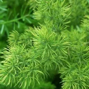 Sản phẩm cay thien mon dong la cay gi cong dung chua benh cua thien mon dong 202205100653162808 300x300 — Công Ty Cổ Phần Dược Liệu Botat — MST 0110419763