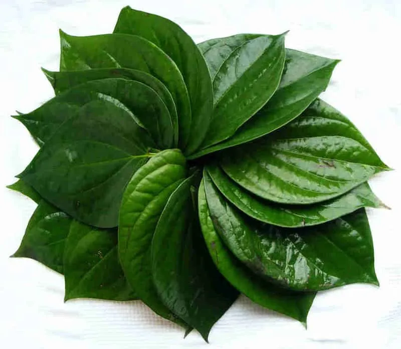 Sản phẩm La trau khong — Công Ty Cổ Phần Dược Liệu Botat — MST 0110419763
