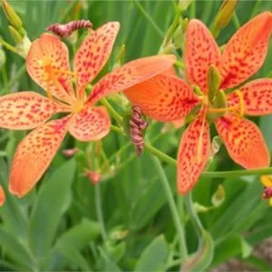 Sản phẩm Xa can re quat 1280x720 1 300x300 — Công Ty Cổ Phần Dược Liệu Botat — MST 0110419763