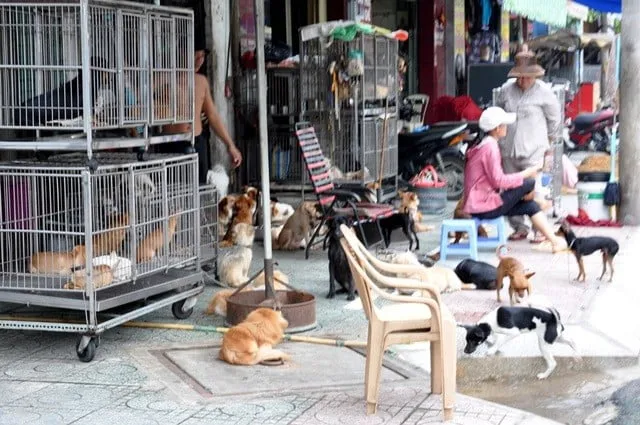 Sản phẩm dich vu tim cho meo bi bat that lac — Công Ty Thám Tử Phúc An — MST 0110473351
