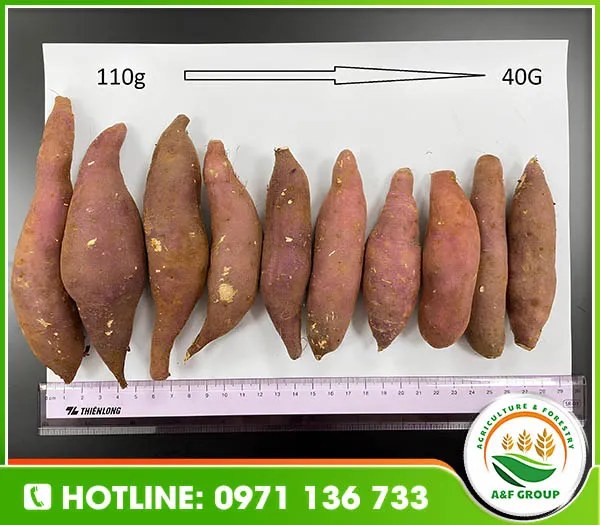 Sản phẩm khoai lang — Nông Sản A&F - Công Ty TNHH Phát Triển A&F Việt Nam — MST 0110828967