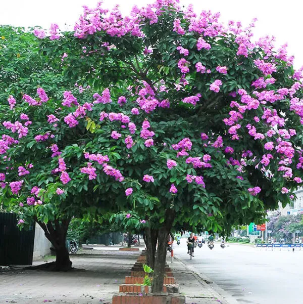 Sản phẩm cay bang lang 2 600x601 1 — Công Ty Cổ Phần Phát Triển Xây Dựng Trung Tâm Xanh — MST 0201156279