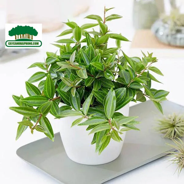 Sản phẩm cay binh an canh — Công Ty Cổ Phần Phát Triển Xây Dựng Trung Tâm Xanh — MST 0201156279