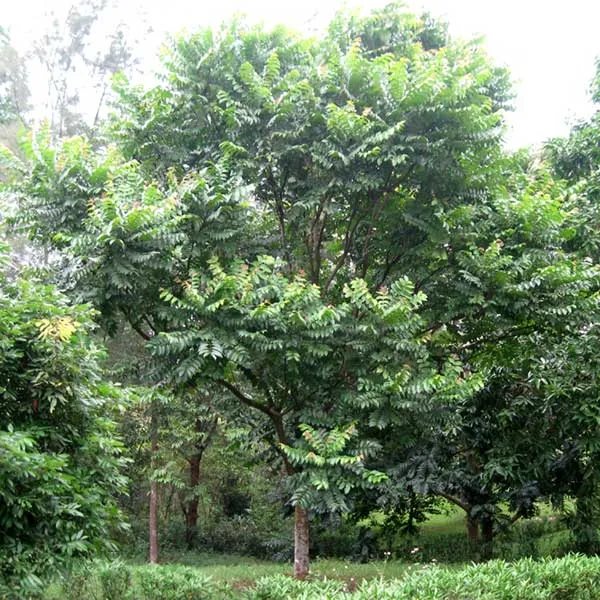 Sản phẩm cay lat hoa — Công Ty Cổ Phần Phát Triển Xây Dựng Trung Tâm Xanh — MST 0201156279
