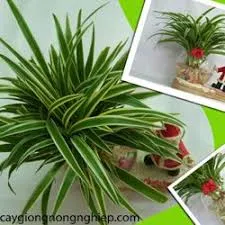 Sản phẩm images 8 — Công Ty Cổ Phần Phát Triển Xây Dựng Trung Tâm Xanh — MST 0201156279