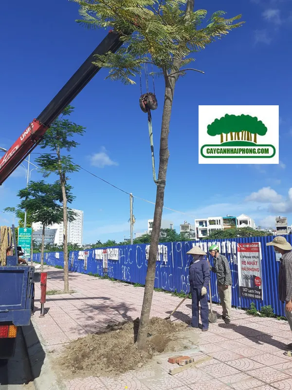 Sản phẩm z2603470513021_60a70a49a1957daecf30b2921755a2e2 — Công Ty Cổ Phần Phát Triển Xây Dựng Trung Tâm Xanh — MST 0201156279