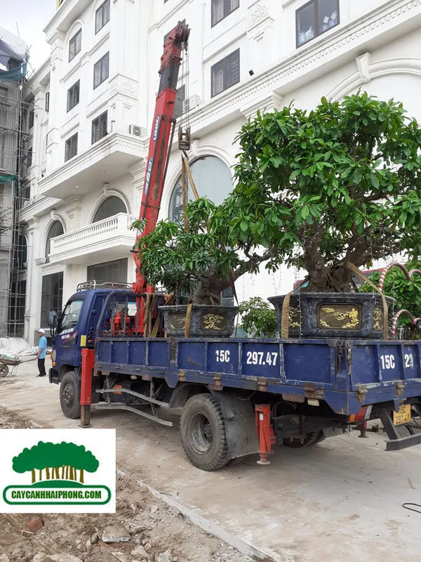 Sản phẩm z3659640739615_6d0eaef79cf893592c3cdd6f32820146 — Công Ty Cổ Phần Phát Triển Xây Dựng Trung Tâm Xanh — MST 0201156279