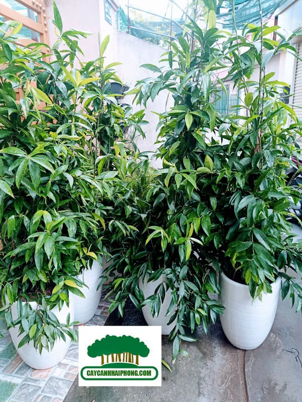 Sản phẩm z3666998587897_982f6b1f2a6f931b0cdc89c470a6672f — Công Ty Cổ Phần Phát Triển Xây Dựng Trung Tâm Xanh — MST 0201156279