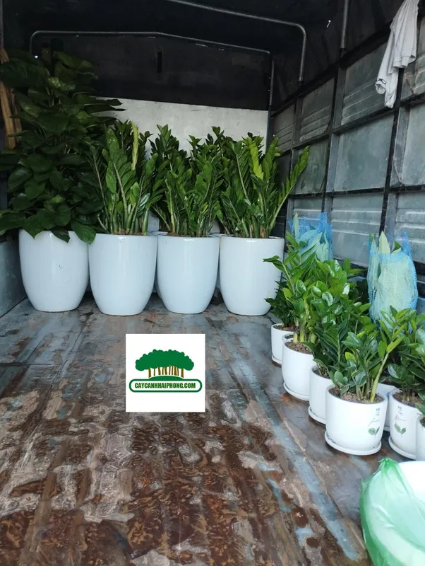 Sản phẩm z4736773217931_6f91f4fac87b9c6e6eb44b1a39b7ecaf — Công Ty Cổ Phần Phát Triển Xây Dựng Trung Tâm Xanh — MST 0201156279
