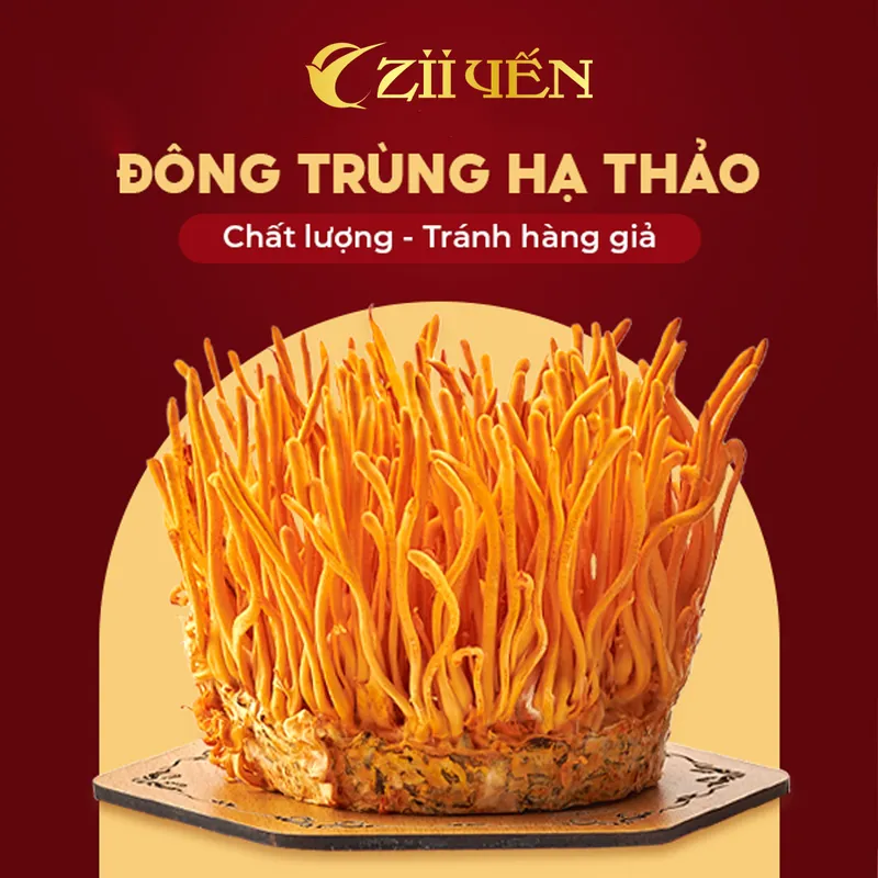 Sản phẩm DONG TRUNG HA THAO ZII YEN — Công Ty TNHH ZII Yến — MST 0201971770
