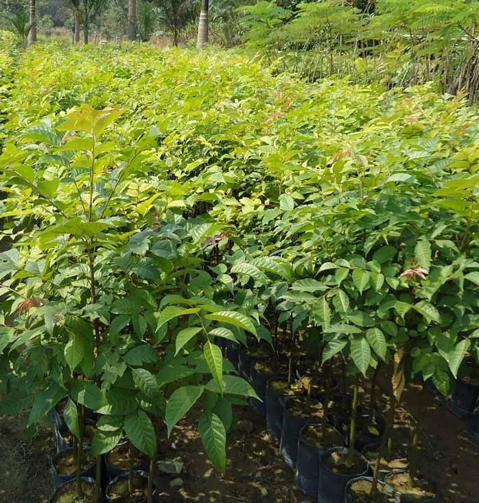 Sản phẩm 1480cay lat hoa jpg — Cây Xanh Tân An - Công Ty TNHH TM Đầu Tư Và Xây Dựng Tân An — MST 0202083390