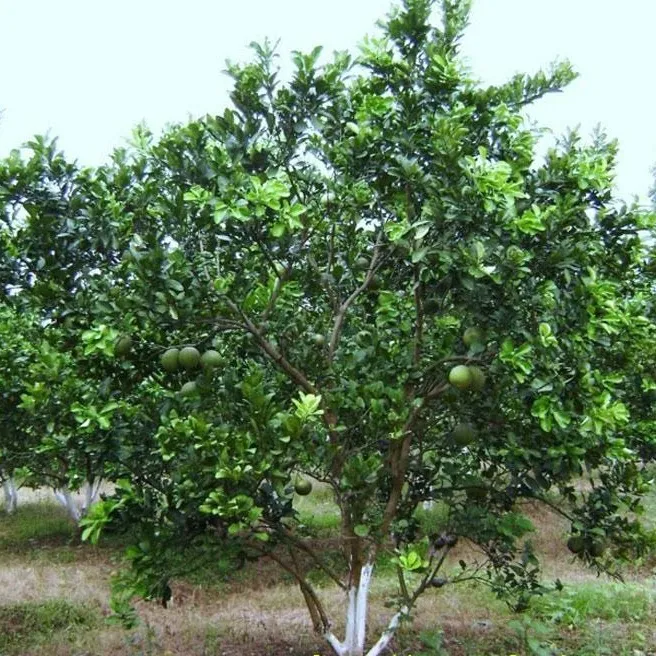 Sản phẩm 9393cay buoi jpg — Cây Xanh Tân An - Công Ty TNHH TM Đầu Tư Và Xây Dựng Tân An — MST 0202083390