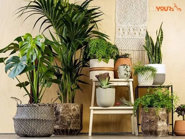 Sản phẩm 3547trang tri cay xanh trong nha co giup ich gi hay khong 7b54f5ea43914e968192c8261feebba1 grande — Cây Xanh Tân An - Công Ty TNHH TM Đầu Tư Và Xây Dựng Tân An — MST 0202083390
