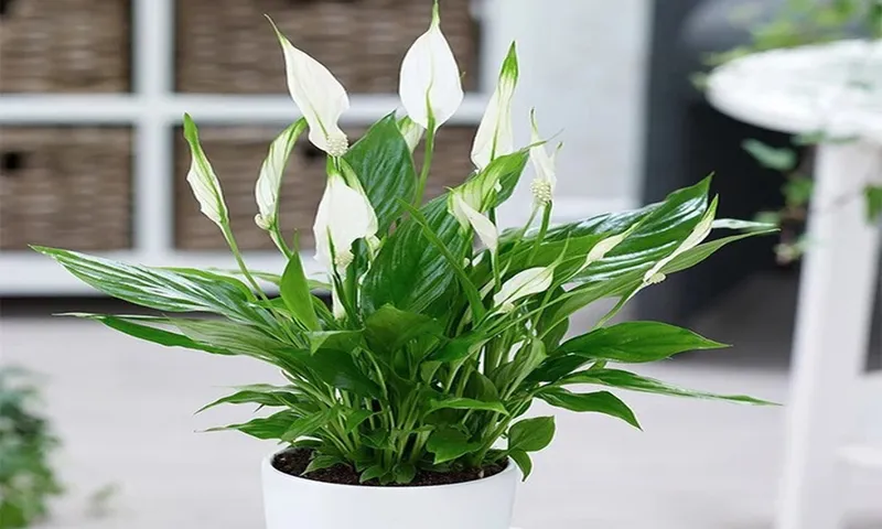 Sản phẩm 435z4083023885106 0b601f611cef1fb59164ee4f05c9054a1 — Cây Xanh Tân An - Công Ty TNHH TM Đầu Tư Và Xây Dựng Tân An — MST 0202083390