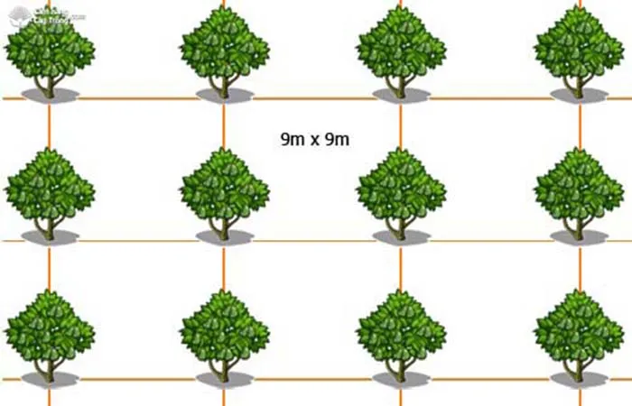 Sản phẩm 531815086381524837 thiet ke vuon trong cay bo — Cây Xanh Tân An - Công Ty TNHH TM Đầu Tư Và Xây Dựng Tân An — MST 0202083390