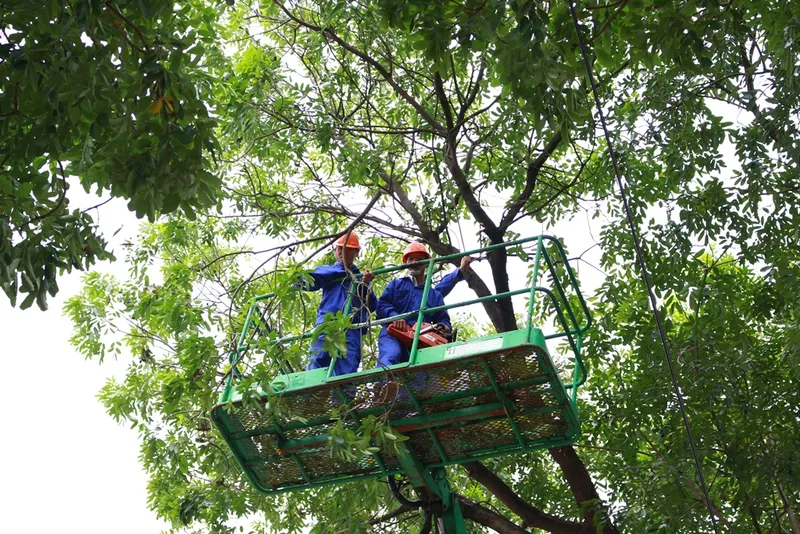 Sản phẩm 8795dich vu chat cay binh duong — Cây Xanh Tân An - Công Ty TNHH TM Đầu Tư Và Xây Dựng Tân An — MST 0202083390