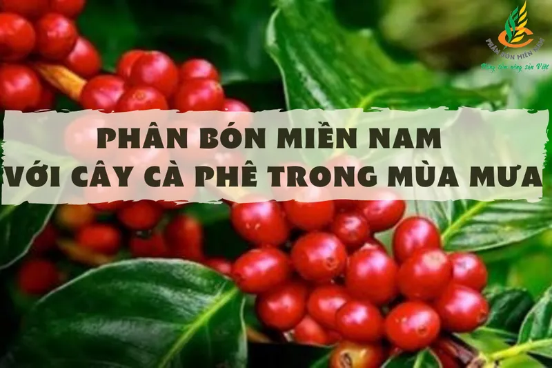 Sản phẩm PHAN BON MIEN NAM VOI CAY CA PHE TRONG MUA MUA — Công Ty Cổ Phần Phân Bón Miền Nam — MST 0300430500