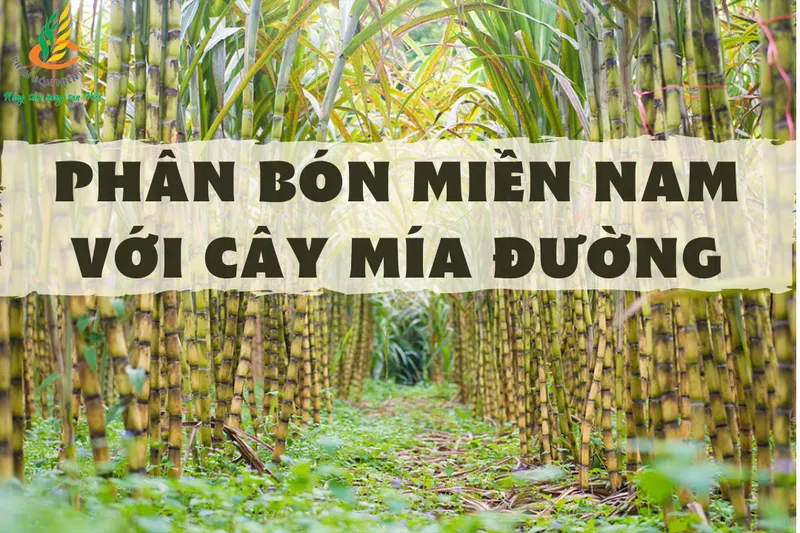 Sản phẩm PHAN BON MIEN NAM VOI CAY MIA DUONGG — Công Ty Cổ Phần Phân Bón Miền Nam — MST 0300430500